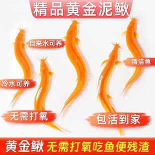 Golden Loach Cold Water Cleaner Golden Lucky Gold Dragon Loach Cleaning Tool Easy to Care for Durable Freshwater Ornamental Fish