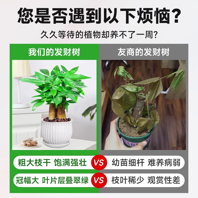 Money Tree Small Potted Plant, Large Green Plant, Formaldehyde Removal Flower in the Office, Easy to Maintain in the Living Room, Home Plant, Desktop Bonsai Money Tree Small Potted Plant, Large Green Plant, Formaldehyde Removal Flower in the Office, Easy to Maintain in the Living Room, Home Plant, Desktop Bonsai