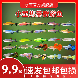 淡水魚苗觀賞魚圖片 海量高清淡水魚苗觀賞魚圖片大全 阿里巴巴