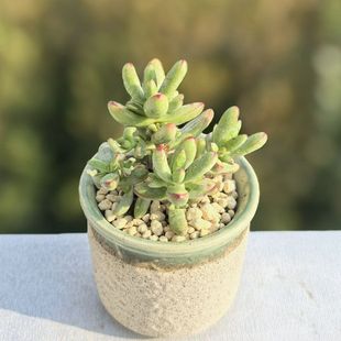 Succulent Plant Small Tanuki Succulent Easy-To-Burst Pot Cluster Multi-Headed Cute Succulent Office Creative Flower Green Plant Potted Plant
