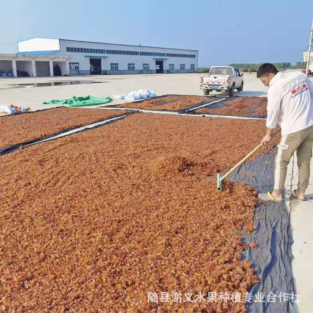 桃胶精修机磨水洗圆珠桃胶雪燕皂角米产地源头厂家一手大货源批发