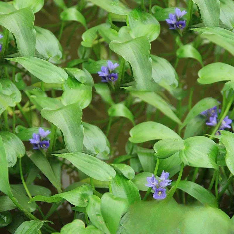 苗圃销售 鸭舌草 现货批发 水生地被植物 湿地绿化