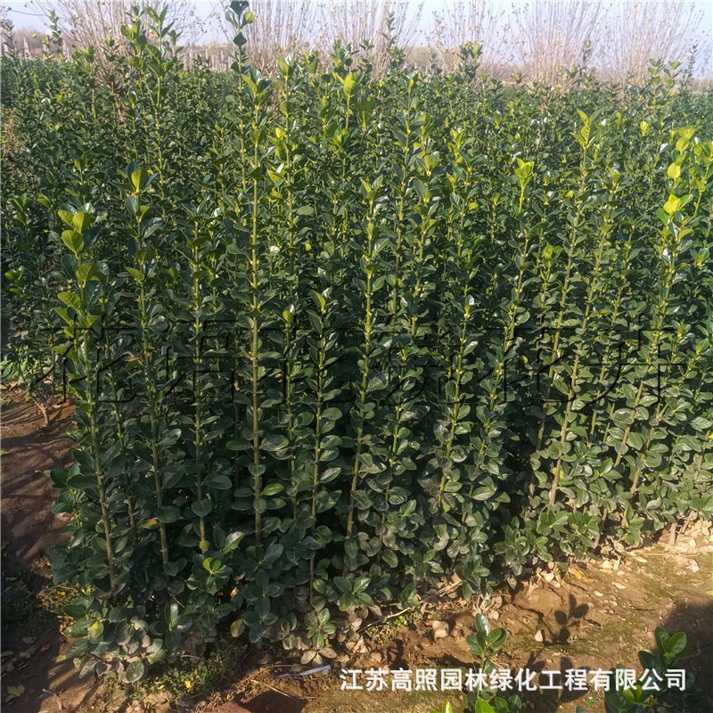 基地绿化苗木行道树绿 篱植物北海道黄杨卫矛冬青苗 护坡绿化灌丛