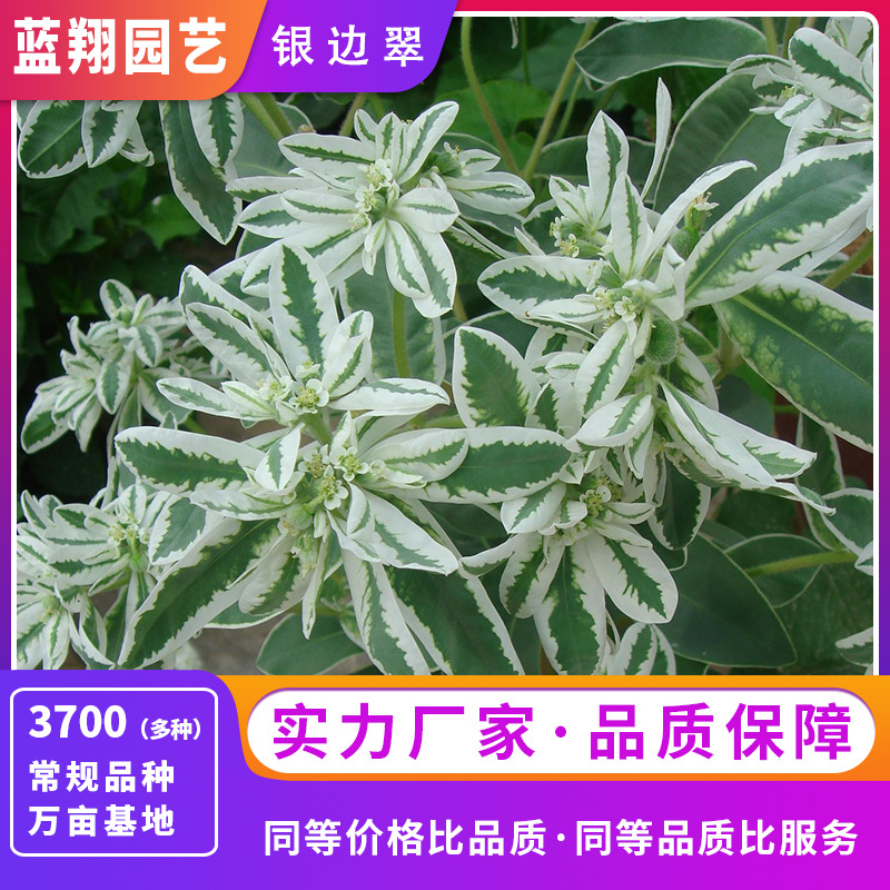 酒泉市蓝翔园艺种苗有限责任公司