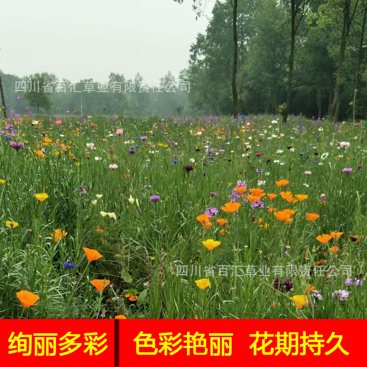 绚丽多彩野花组合花种子多年生宿根一二年生快速生长花卉组合花种