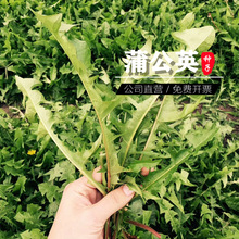 �ѹ�Ӣ�N��Ұ�����Ŷ��N��Ұ���Nֲ�N���r���߲˲��ѷN