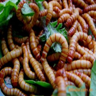 �����S���x�� ����x���S���x�x�� �S���x�Bֳ���g�Y��