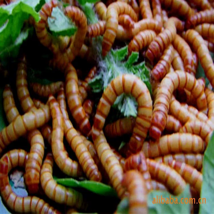 Желтый порошок насекомых, живое насекомое, землистый юань, грунтовая шкала, молотая черепаха, скорпион, луска, свежая пивка, ячменная насекомое, лошадь, пчела, свежий прямой