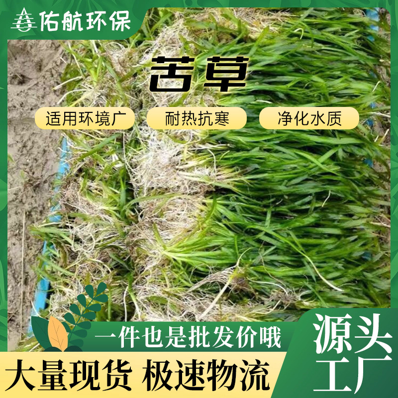 苦草沉水植物 金鱼藻水草扁担草龙须草河道净化小龙虾蟹鱼缸造景