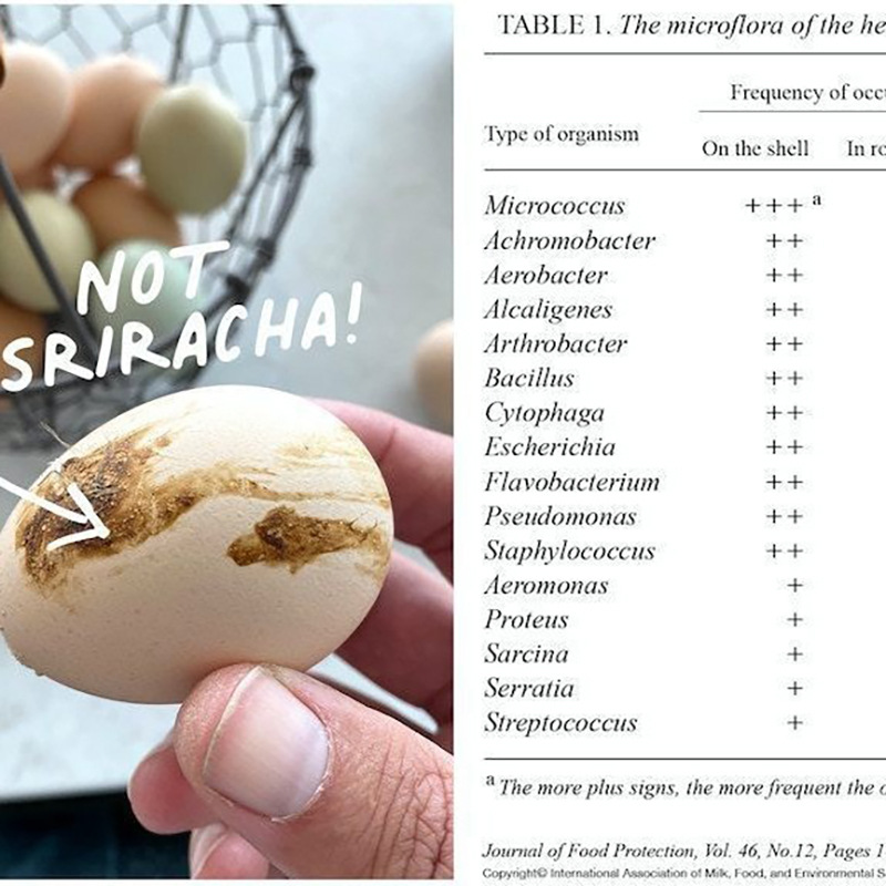 Amazon bola de acero de silicona huevo cepillo de limpieza cepillo de huevo cepillo de silicona huevo limpiador cepillo de huevo