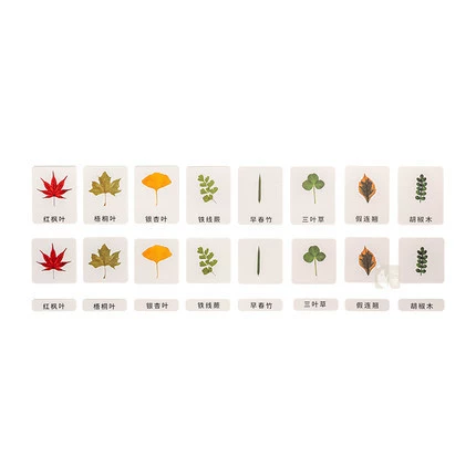 Complete set of leaves (8 types of leaves. Maximum card size 11.5*9)
