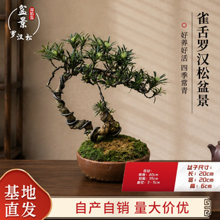 ӭ�����_�h���辰�Ϙ������͘��҃��⻨�@ͥԺ�e���k�������P���B