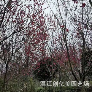 �t�~�Ҙ�������l �t�~�����~��Ʒ�N�Rȫ5-10���� ����ă�