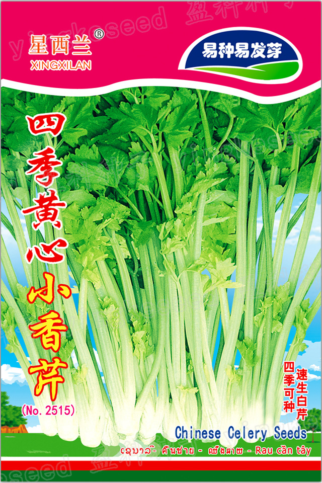 四季黄心香芹一一一一