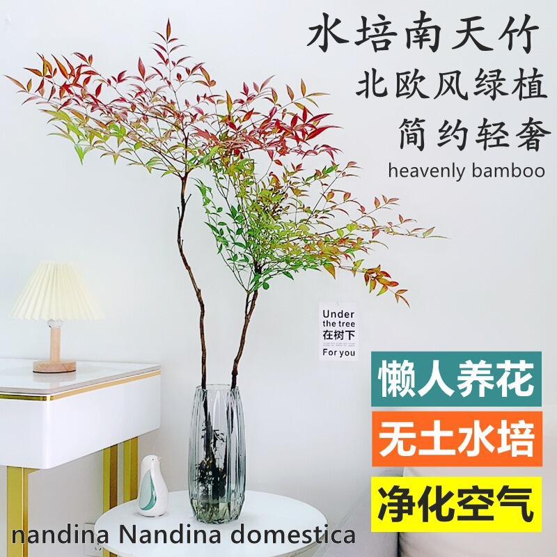 Hydroponic Plant Nandina Seedlings Potted Water-Raised Indoor Rich Bamboo Green Plant Hanging Bell Horse Drunken Wood Easy to Grow Flower Bonsai