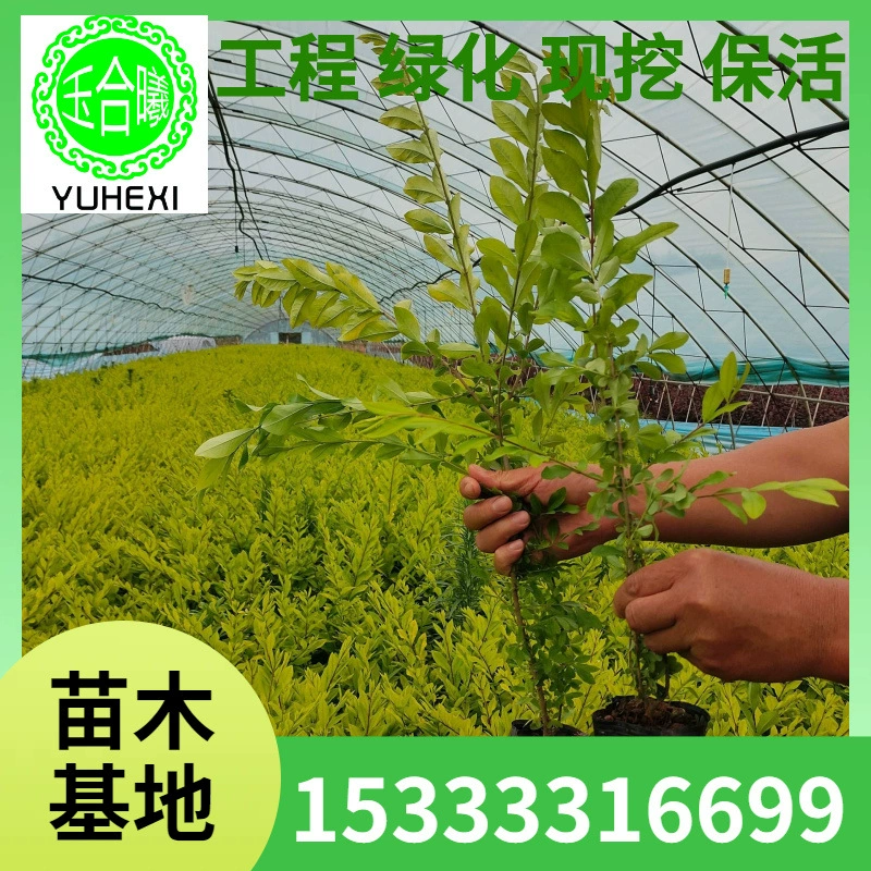 Саженцы в чашках с водным воском с золотыми листьями, водный воск лигуструм, цветной листовой лигуструм, маленькие саженцы, цветовые блоки для проектов по озеленению сада