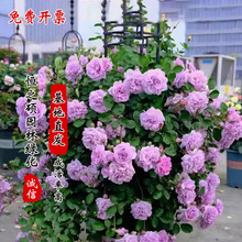 �ش�������ɳ��ʯ�¼�ĸ�Nޱ��������ͥԺ�̨�ٱ����箔���_��