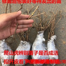 ��ɽ���� ���~���~��ɽ�� ���w�G�� �o��