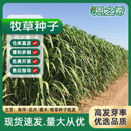 牧草多年生高产喂养马牛羊鱼苏高丹冬牧黑麦草菊苣紫云英苜蓿种子