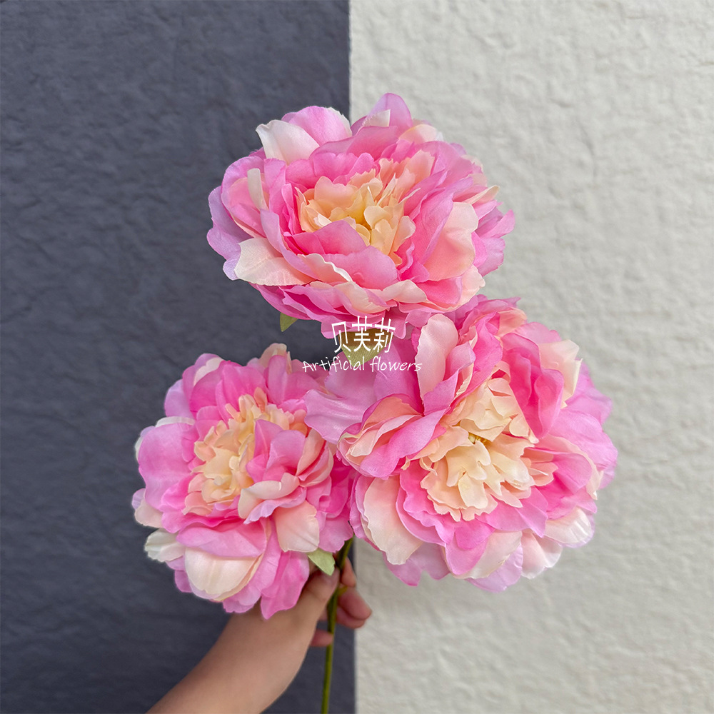 큰 모란-다크 핑크