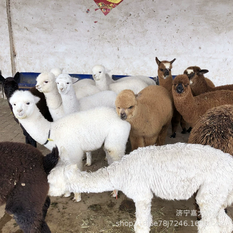 Сколько стоит аренда альпаки в живописных местах?