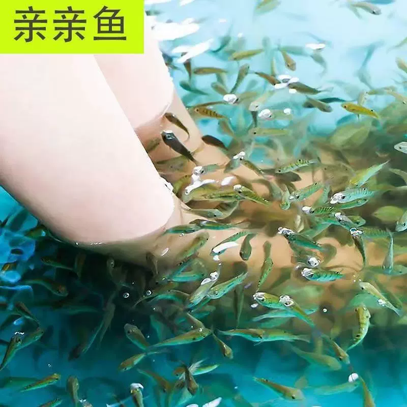 抖音网红鱼亲亲鱼批发亲亲鱼苗耐高温活跃足疗鱼全国送达包活运输