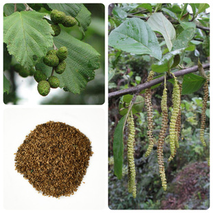 ���Ϙ�ľ�N���Ĵ���ľ�N��t��ľ�N���в�ș����ľ��ľ�N��