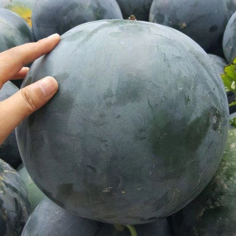 黑皮西瓜主图5