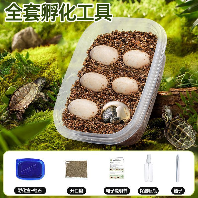 풀잉어알 6개] 무료 부화장비 + 인지교육