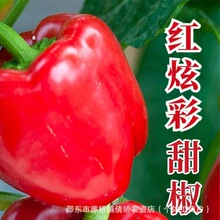 �t�Ų��𽷷N�Ӵ�t���𽷼t�������\���˽������̨�����߲˷N��