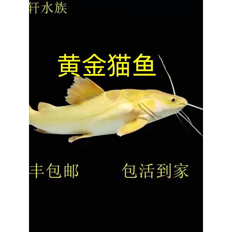 黄金猫鱼活体黄金红尾猫底层红尾鲶狗仔鲸鸭嘴热带观赏鱼龙鱼配鱼
