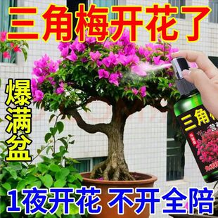 Special Fertilizer for Bougainvillea Flowering, Household Potted Plants, Special Fertilizer for Flower Promotion, Disease Prevention and Insect Prevention, Special Fertilizer for Non-Flowering