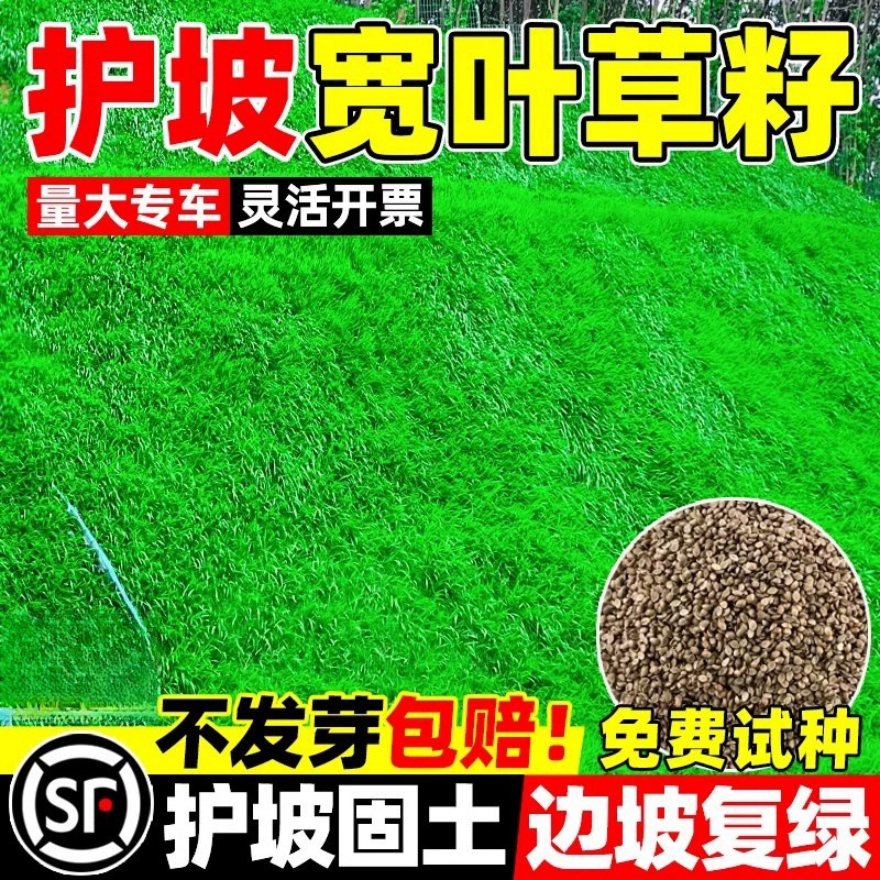 Семена травы с широким листом травы