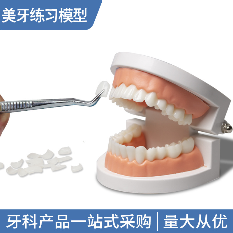 Modelo dental de práctica para la enseñanza de estética dental, adhesión y extracción de piezas de prótesis, dientes de porcelana completa para práctica de veneer.