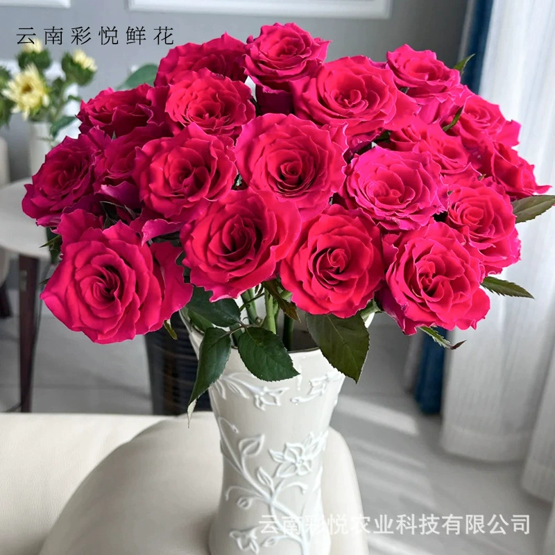 [Высококачественные розы] 520 свежих цветов с базы в Кунмине для свадеб, торжеств, подарков для дома, оптовая продажа розово-красных роз.