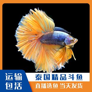 ̩�����~���´���{���Rβ��Ʒչʾ����ˮ���w�����^�p�~ֱ���x�~