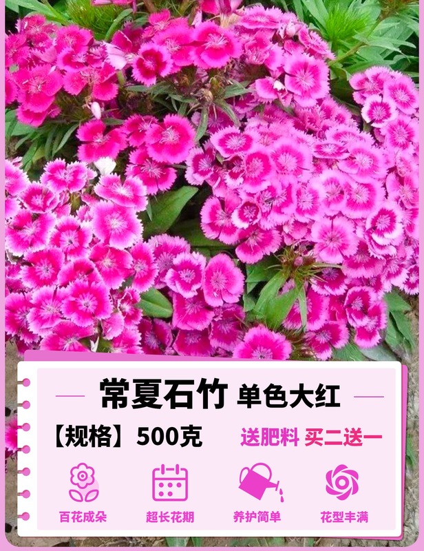 ヨーロピアンコスモスの花の種子は耐寒性の低生のカラフルなコスモスの花の種子で、ベランダ、中庭、屋内外で四季を通じて播種して開花させることができます。|undefined