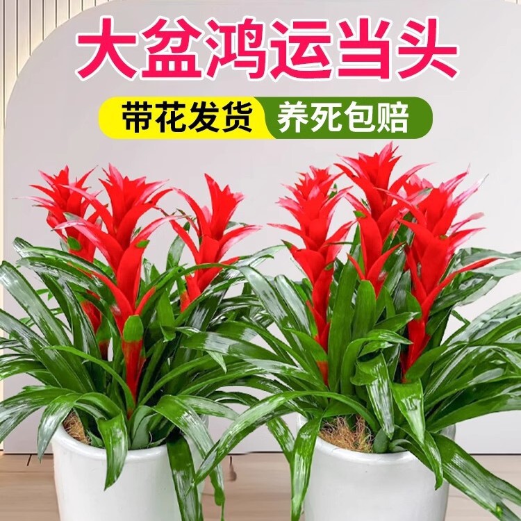 [Flourishing Branches and Leaves] Lucky Potted Plant Pineapple Flower Seedlings Hydroponic Flowers Flowers Red Star Money Tree Green