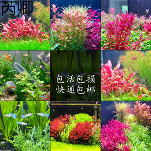 �N�к�ˮ���~��ˮ����ݸ������쾰ֲ����w��ˮ�t�m͢�t����