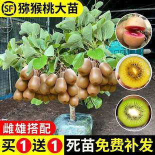 �J���Ҙ����t������ܛ���J���Ҙ����ϱ����Nֲ�޽ӹ��䮔��Y��