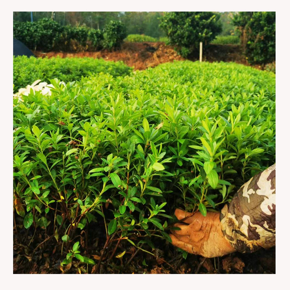 Оптовая продажа рассады азалий, собственное производство и продажа, весенняя рассада азалий, рассада для ландшафтного дизайна, для дворов и вилл, цветные саженцы