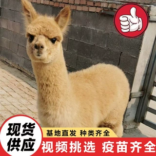 景区动物园观赏成年羊驼活 出售未成年宠物羊驼 网红羊驼同款价格