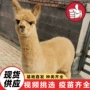 动物园同款景区观赏羊驼