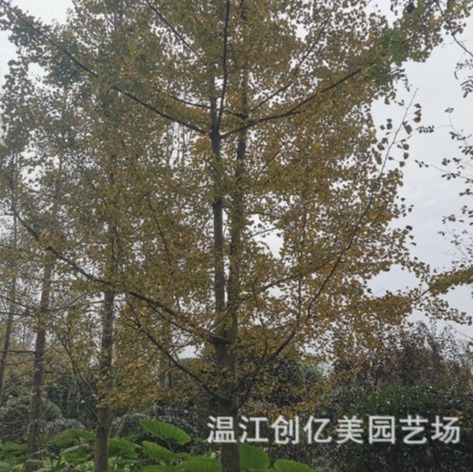 四川银杏树苗20-23-26-28-32-33-38公分白果树批发