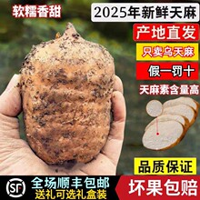 ͨС݉ηҰYЬFڬFl^ʹؼrlȻ