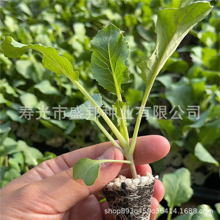 韩绿甘蓝包菜苗紫甘蓝苗 有机青梗松花菜苗 孢子甘蓝苗羽衣甘蓝苗