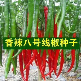 Canned Spicy No. 8 Pepper Seeds Changfeng High-Yield Authentic Dr. Spicy Pepper Seeds Sown in Spring & Fall 8 Grams