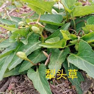 ҰϻضN^вșĿضض𱾲