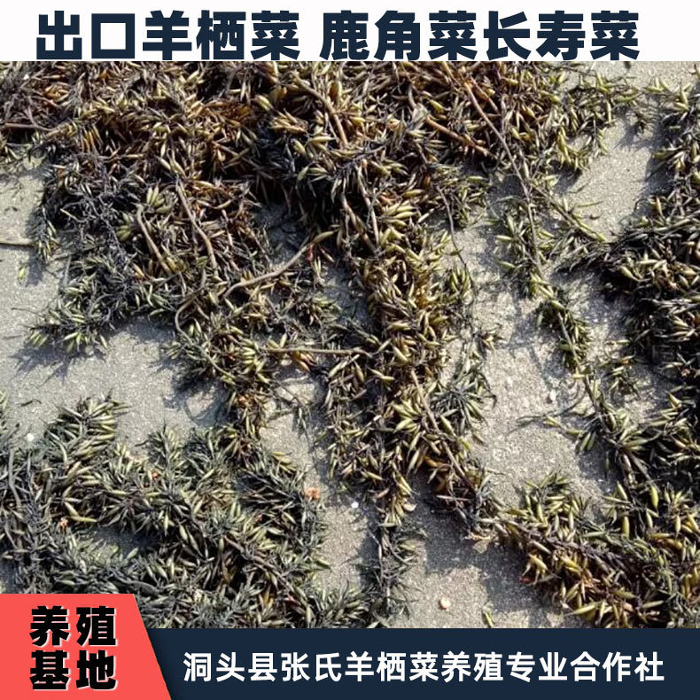 出口免洗羊栖菜价格 水产品小叶海藻 鹿角菜长寿菜产地