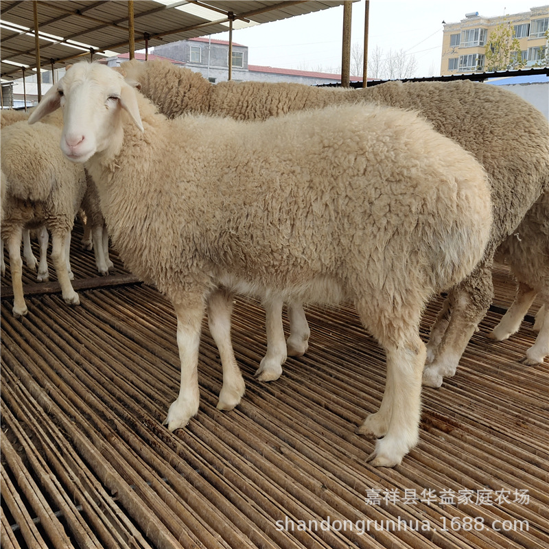 小尾寒羊羊羔去哪里育肥 小尾寒羊种公羊怀孕母羊 小尾寒羊养殖场